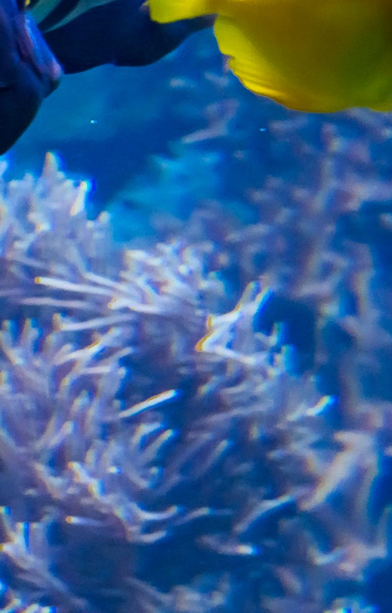 Vida marina